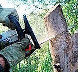 How Our Tree Care Process Works  in  Seward, NE