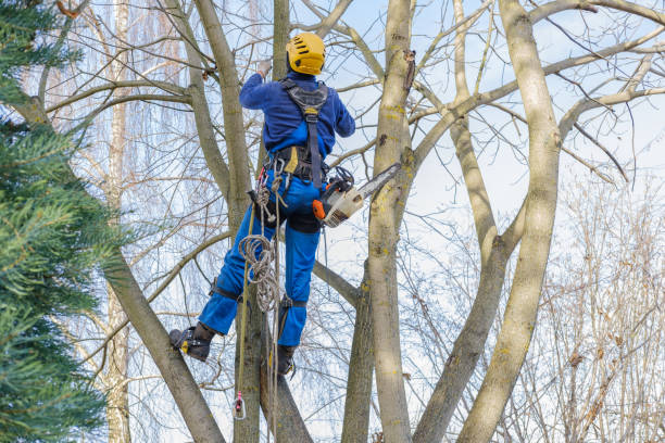 Best Hazardous Tree Removal  in Seward, NE