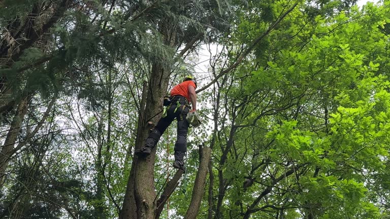 Best Seasonal Cleanup (Spring/Fall)  in Seward, NE