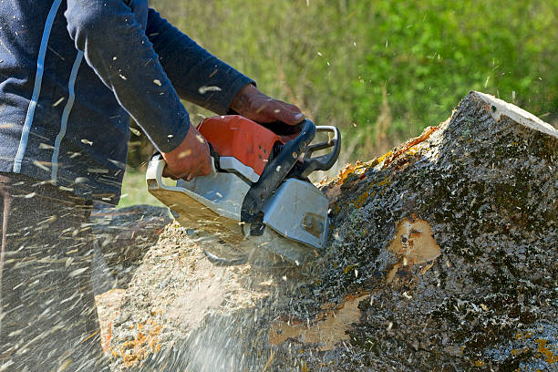 Best Emergency Tree Removal  in Seward, NE